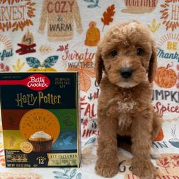 Hermione - Red  female Goldendoodle puppy in Conroe, Texas from Tails of Cypress