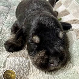 Tucker - Black and silver male Miniature Schnauzer puppy in Frankford, Delaware from Miniature Schnauzers of Delmarva