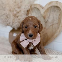 Tigger - Red  male Goldendoodle puppy in Roanoke Rapids, North Carolina from Sweeter than Honey Doodles