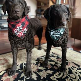 Curly-Coated Retriever All Grown Up from Tephra Curly Coated Retrievers