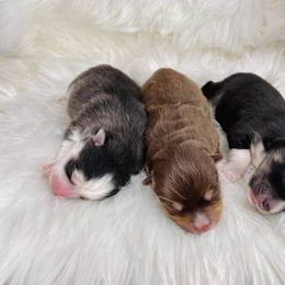 Pomsky Puppies from Pomskies of Windermere