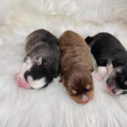 Pomsky Puppies from Pomskies of Windermere