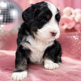 Country Morning Mint - Black female Australian Labradoodle puppy in Aumsville, Oregon from Country Morning Labradoodles
