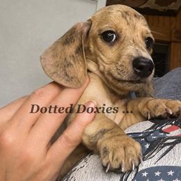 Justice - Dapple male Dachshund puppy in Havana, Florida from Dotted Doxies