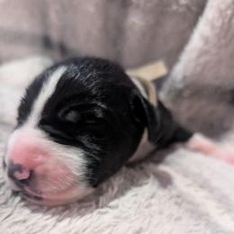 White Collar Mantle Female - Mantle female Great Dane puppy in Brooksville, Florida from Follow My Lead Great Danes