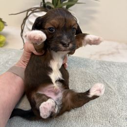 Drake - Red sable male Havanese puppy in Semmes, Alabama from Hayden's Havanese