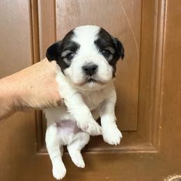 Maximus - Black and tan brindle male Havanese puppy in Lancaster, South Carolina from 3 Bs Havanese-PUPPIES with  PURPOSE