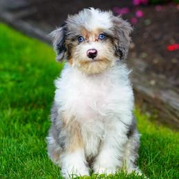 Shaw - Blue merle male Bernedoodle puppy in Dundee, Ohio from Down Home Doodle
