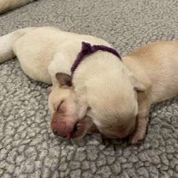 Labrador Retriever Puppies from Pea Ridge Labradors