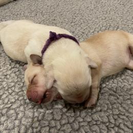 Labrador Retriever Puppies from Pea Ridge Labradors