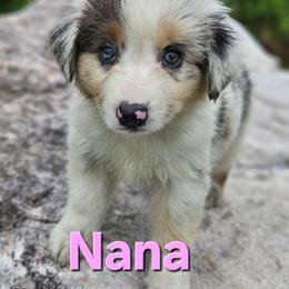 Nana - Blue merle female Australian Shepherd puppy in Trout Run, Pennsylvania from Rose Valley Aussies