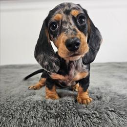 Black and tan smooth dapple female - Dapple female Dachshund puppy in Belle Rive, Illinois from Akin's Miniature Dachshunds, LLC