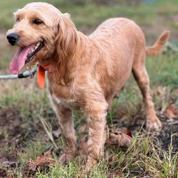 Miss Kitty - Apricot female Goldendoodle puppy in Nortonville, Kentucky from Deb’s KY Doodles