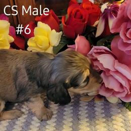 Dachshund Puppies from CLARK'S BREEDING PROGRAM