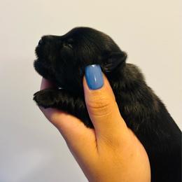 Ollie - Black and tan male Yorkshire Terrier puppy in Aurora, Illinois from YorkieLux