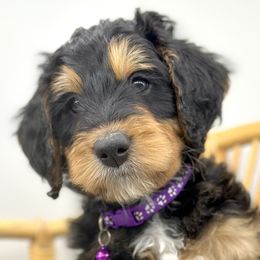Boy 2 - Phantom Bernedoodle puppy in Draper, Utah from Draper Doodles
