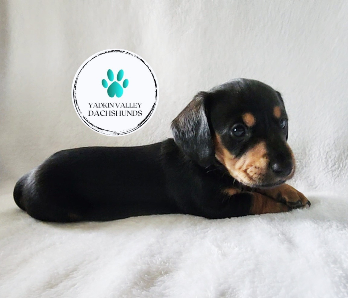 Dachshund Puppies from Yadkin Valley Dachshunds