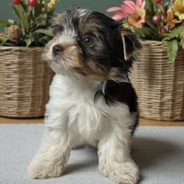Mason - Chocolate tan and white male Biewer Terrier puppy in Oklahoma from Rocky Oak Cavaliers & Biewer Terriers LLC