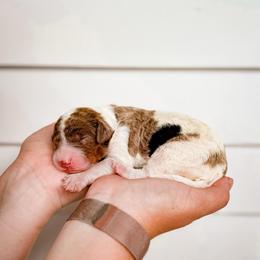 Buckle (Buck) - Merle male Labradoodle puppy in Elizabeth City, North Carolina from Howdy Doodles