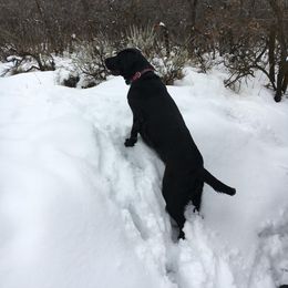 Labrador Retriever All Grown Up from Rocky Mountain Dogs - Utah