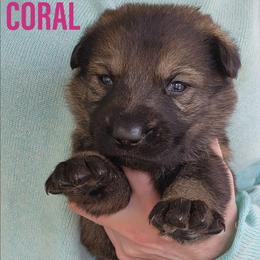 Coral - Sable female German Shepherd puppy in Harwood, Maryland from Reddington Shepherds