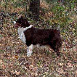Reina - Australian Shepherd