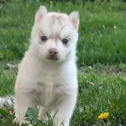 Flame - Red and white female Siberian Husky puppy in Wisconsin from Liberty Siberians