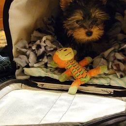 "Ready for work , Mom" Yorkshire Terrier Puppies from Dana's Yorkies