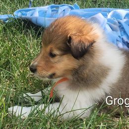 Collie Puppies from Jamie Jamie Andersen Andersen