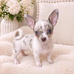 Tater Tot - Merle male Chihuahua puppy in Flushing (Queens), New York from Petite Pups LLC