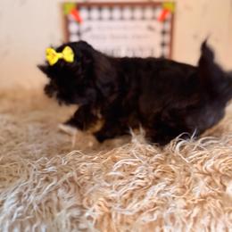 Lexi - Black and white female Shih Tzu puppy in Hibbing, Minnesota from Iron Range Shih Tzu and Puppies