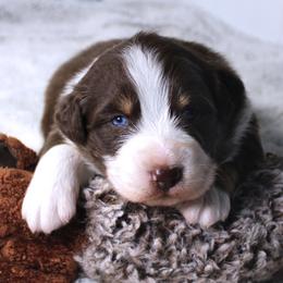 Brock - Red tri-color male Australian Shepherd puppy in Falcon, Missouri from www.maubachranch.com