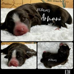 2 Armani, RTM - Red tri-color male Miniature American Shepherd puppy in Huntington, Texas from JKKJ Farms, LLC