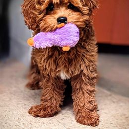 Cockapoo Puppies from Rosemary House