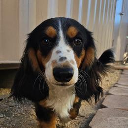 Lucky - Dachshund