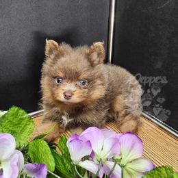 Peppers The Way You Make Me Feel - Waylon - Lavender male Pomeranian puppy in Plant City, Florida from Pepper's Pomeranians