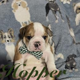 Bulldog Puppies from Davis Bullies