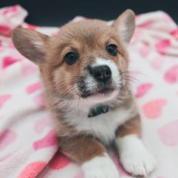 German Shepherd and Pembroke Welsh Corgi Puppies from J&R Shepherds & Corgis