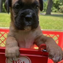 Boy 2 - Fawn male Boxer puppy in Plainwell, Michigan from Hope's Beautiful Boxers