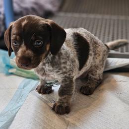 Freya smooth chocolate brindle pointed pie - Piebald female Dachshund puppy in Herald, California from Bluegum Dachshunds