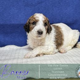 Banner - Phantom male Goldendoodle puppy in Paxville, South Carolina from Pack Street Pups