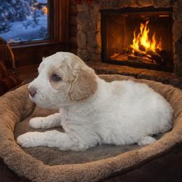 Holly Jolly - Fawn and white female Sheepadoodle puppy in Inman, South Carolina from Mossy Doodles LLC