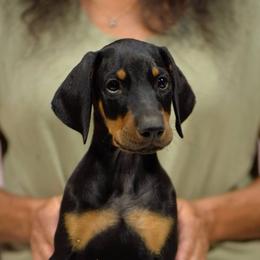 Grey collar - Black and rust male Doberman Pinscher puppy in Santa Clarita, California from Riviera Dobermans
