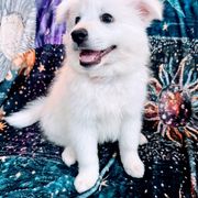 Blaze - White American Eskimo Dog puppy in Live Oak, Florida from Pecan Ridge Puppies