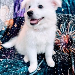 Blaze - White American Eskimo Dog puppy in Live Oak, Florida from Pecan Ridge Puppies
