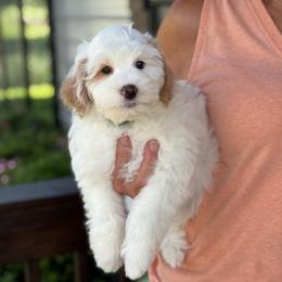 Popsicle - White male Sheepadoodle puppy in Wharton, Texas from Little Fur Friends