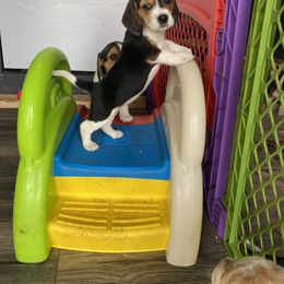Beagle Puppies from Lead The Way Kennel LLC
