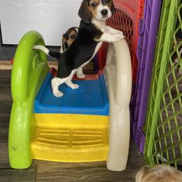 Beagle Puppies from Lead The Way Kennel LLC