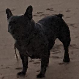 Buttercup - French Bulldog