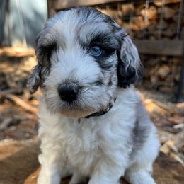 Beautiful boy Glacier - Blue merle male Aussiedoodle puppy in Clarkston, Washington from Aussiedoodle palace
